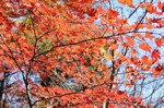 DSC_4610.jpg