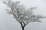 DSCN4210es.jpg