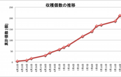 Tomatoes0714.png