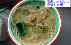 DSCN5424es.jpg