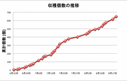 Tomatoes0819.png