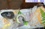 DSCN5776es.jpg