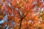 DSCN6313es.jpg