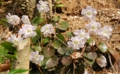 DSCN0261es.jpg