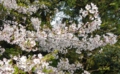 DSCN0270es.jpg