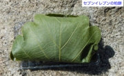 DSCN0594es.jpg