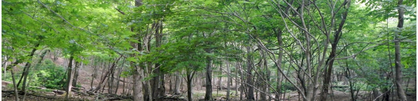 DSCN0989es2.jpg