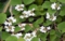 DSCN1243es.jpg