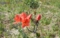 DSCN1320es.jpg