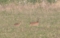 DSCN1275es.jpg