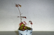 DSCN3367es.jpg